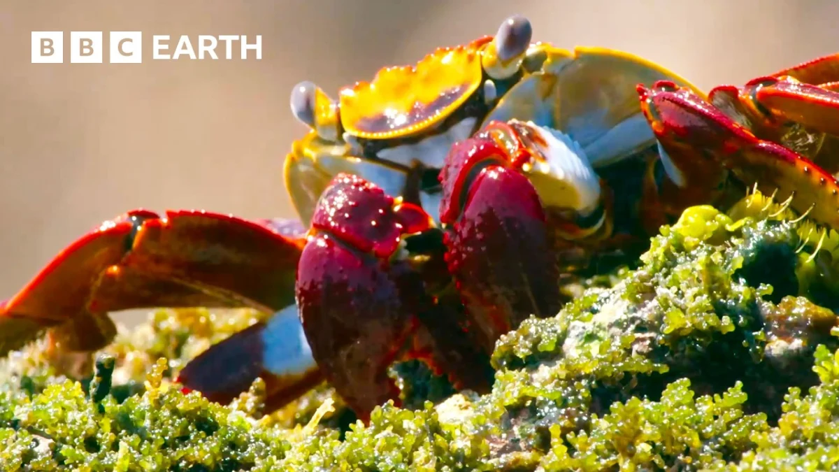 A Century of Wonder: David Attenborough’s Enduring Legacy Illuminated by New BBC Nature Collection