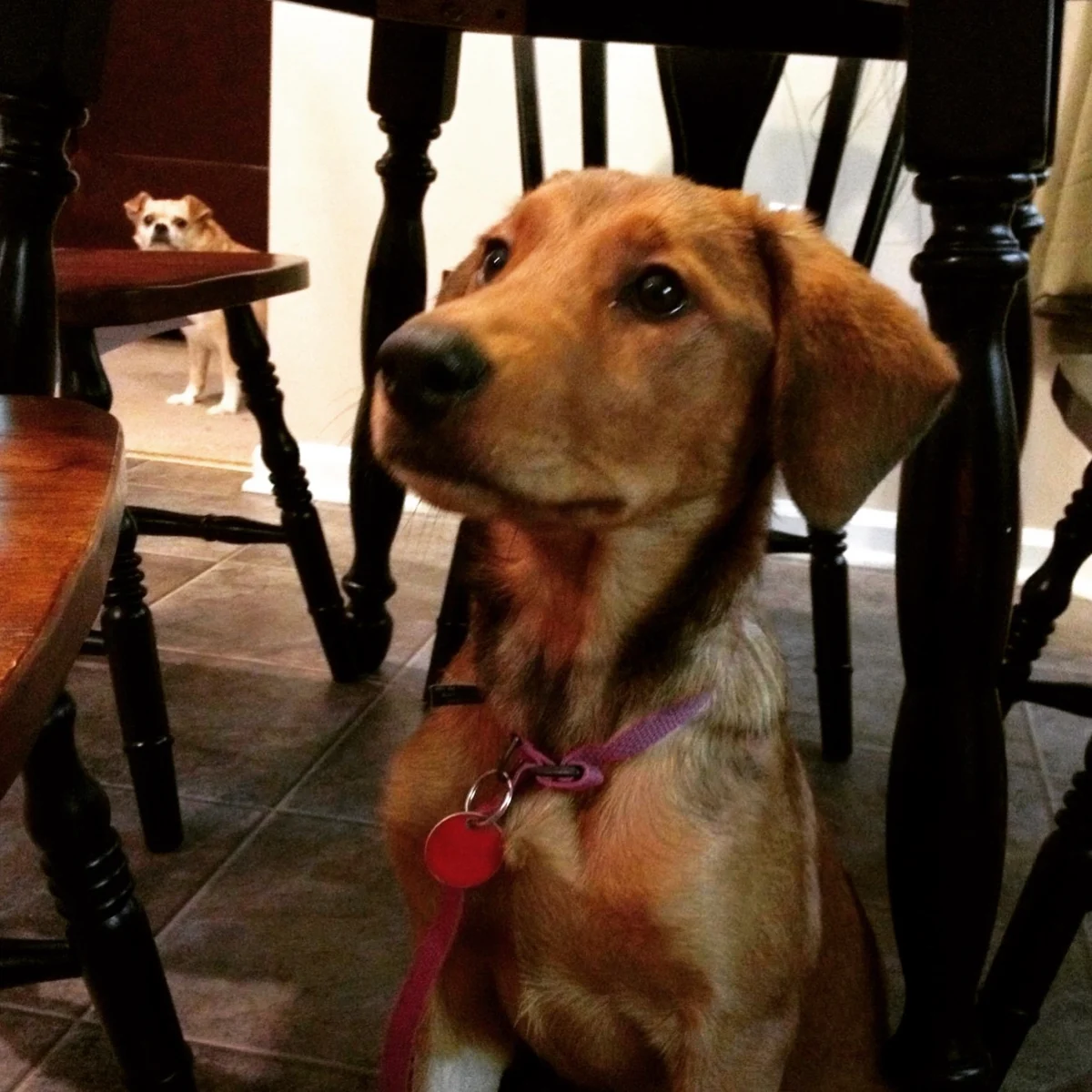 A Cherished Companion’s Farewell: Remembering Loa, a Dog Who Defined Devotion