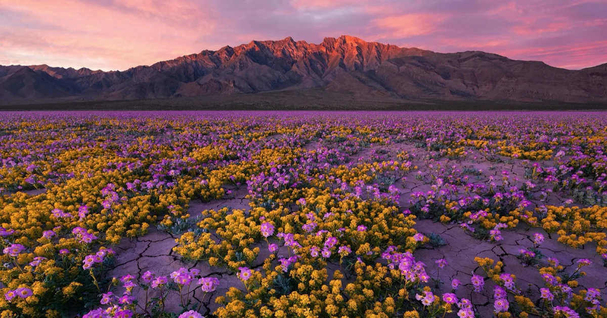 A Desert in Bloom: The Extraordinary 2026 Superbloom of Death Valley National Park