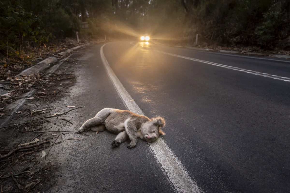 The 2026 Environmental Photography Award: A Global Testament to Resilience and Fragility