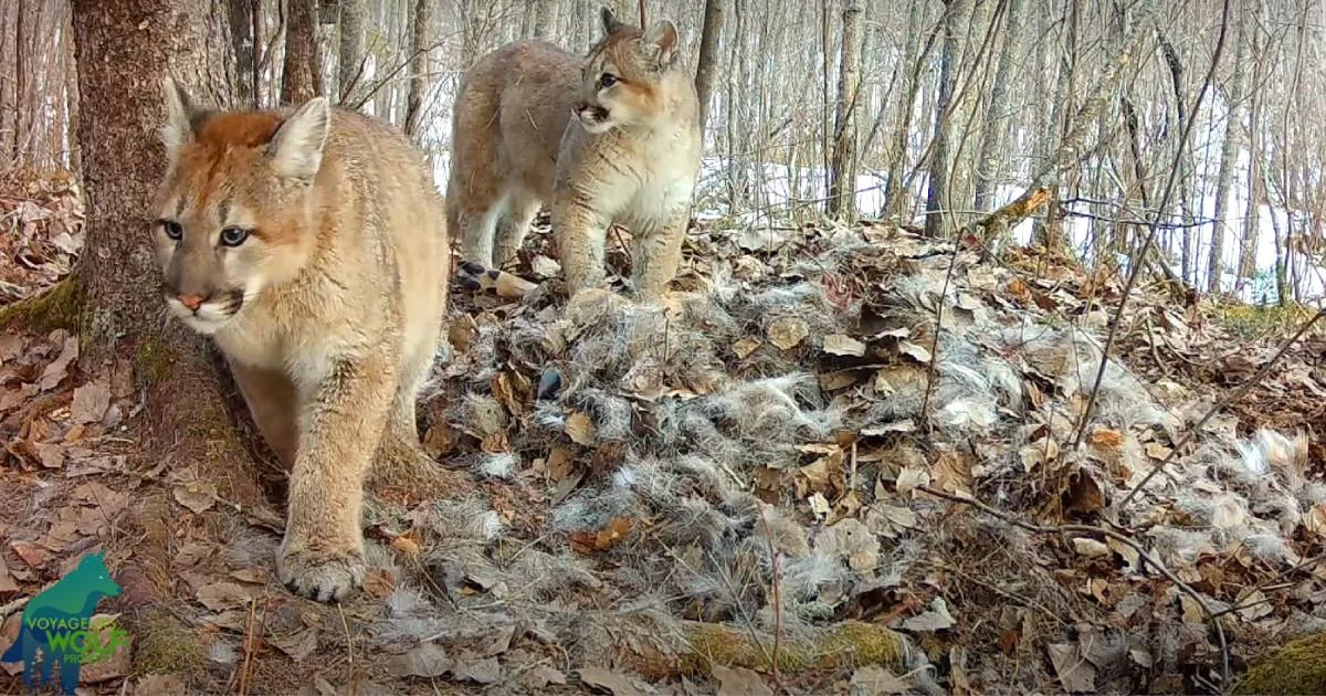 The Return of the Ghost Cat: Confirming the First Reproducing Cougar Population in Minnesota in a Century