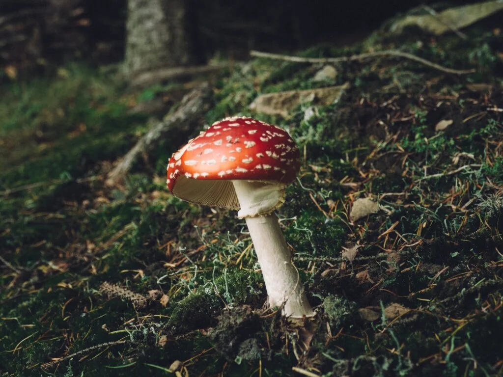 Unearthing the Mycelial Network of Myth: Zoe Gilbert on Herne the Hunter and the Enduring Power of Folklore