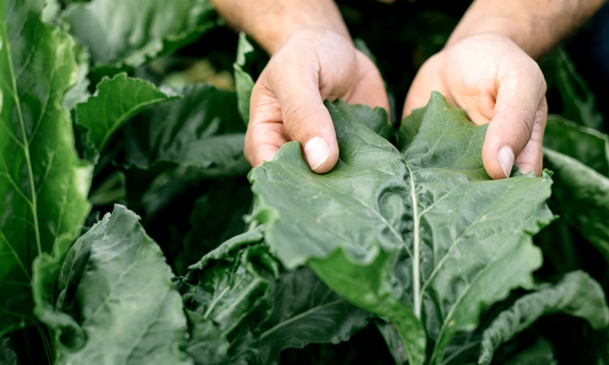 The Silent Disruptor: Unmasking Glyphosate’s Profound Impact on the Human Gut Microbiome