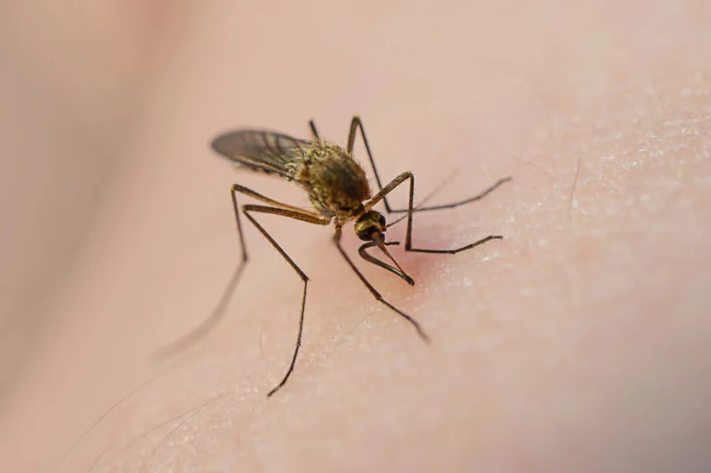 The Silicon Valley Solution to the World’s Deadliest Animal: Alphabet’s "Debug" Project