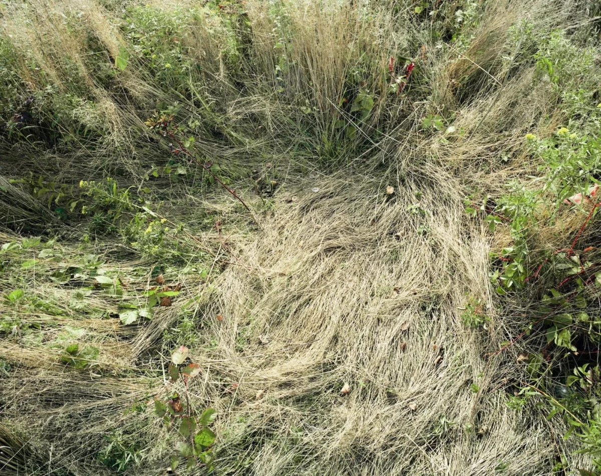 The Architecture of Absence: Katherine Wolkoff’s Poetic Exploration of the Natural World